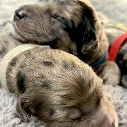 Golden Aussiedoodle puppies from AZ Stickerdoodles