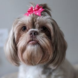 Whelan - Shih Tzu