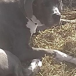 Great Danes from SS Majesty Danes
