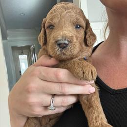 Teddy - Apricot male Goldendoodle puppy in De Land, Florida from Rezapour Doodle Estate