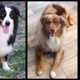 Australian Shepherd puppies from Sandy Aussies & Pomeranians