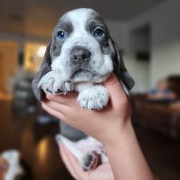 Miles Quaritch - Blue and white male Basset Hound puppy in Surprise, Arizona from Howlin Hounds