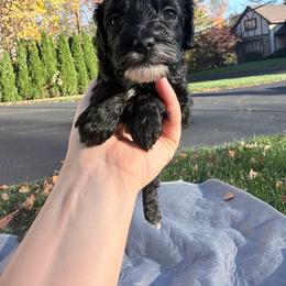 Juniper - Black female Cockapoo puppy in Clarks Summit, Pennsylvania from M&M Cockapoos