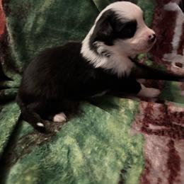Aspen - Black tri male Miniature Australian Shepherd puppy in Rensselaer, Indiana from Geri's Dogs