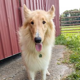 Hunter - Collie