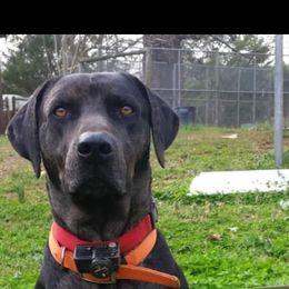 Samson - Catahoula Leopard Dog