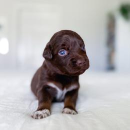 Jasmine - Red tri female Miniature Australian Shepherd puppy in Pollok, Texas from Pineywoods Pups