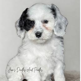 December - Black and white female Bernedoodle puppy in Cleveland, Georgia from Jam's Doodles And Poodles