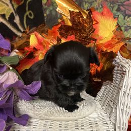 Black with left paw toes white. F. Naomi - Black female Shih Tzu puppy in Lebanon, Missouri from Anna's Babies in the Midwest