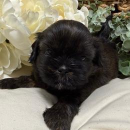 Snickers (Black collar) - Black and tan male Shih Tzu puppy in Sherman, Texas from Shannon’s Sugar Sweet Shih Tzu’s