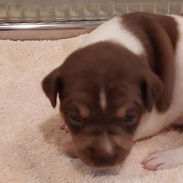 Truffles reserved with deposit - White, chocolate and tan Rat Terrier puppy in Modesto, Carlsbad, Ca, California from rosebud terriers