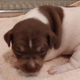 Truffles reserved with deposit - White, chocolate and tan Rat Terrier puppy in Modesto, Carlsbad, Ca, California from rosebud terriers