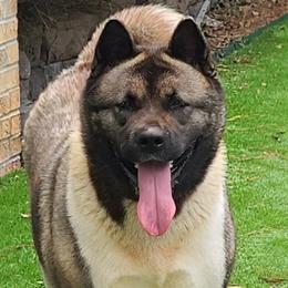 Mariah - Akita