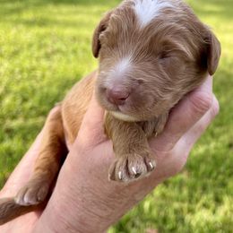 Chestnut - Red  male Goldendoodle puppy in Arlington, Texas from Kel's Tails Poodles & Doodles