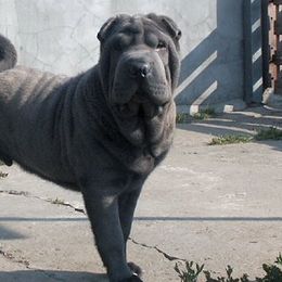 Affenpinschers and Chinese Shar-Pei from Showbiz Kennel