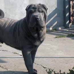 Affenpinschers and Chinese Shar-Pei from Showbiz Kennel