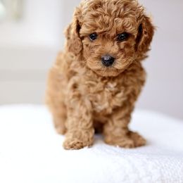 Nova Noel - Red  female Goldendoodle puppy in Ivins, Utah from Hygge & Hound by McKenzie