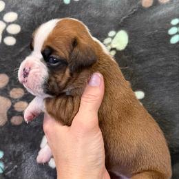 Girl 4 - Fawn female Boxer puppy in Newfoundland, Pennsylvania from Poconopaws