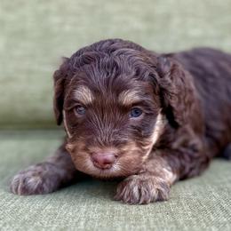 Fern- red collar - Phantom female Bernedoodle puppy in Colorado Springs, Colorado from Mercy Mountain Bernedoodles
