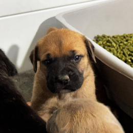 Cane Corso Puppies from 948 Cane Corso