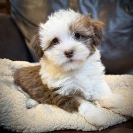 Patch - Chocolate male Havanese puppy in Lancaster, South Carolina from 3 Bs Havanese-PUPPIES with  PURPOSE