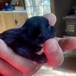 Blackie - Black male Havanese puppy in Kerrville, Texas from The Happy Havanese