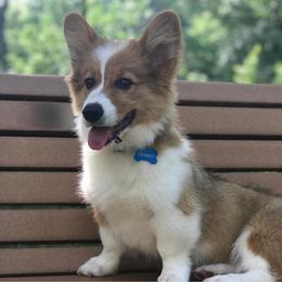 Pembroke Welsh Corgi Puppies from Willow Creek Corgis
