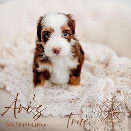 True - Tri-color female Bernedoodle puppy in Athens, Alabama from Brewing Doodles