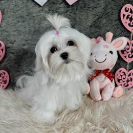 Princess Rumí - White female Maltese puppy in Vinton, Louisiana from Dreams & Love Maltese