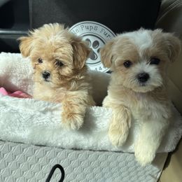 Goldendoodle, Maltipoo, and Yorkipoo Puppies from Doodle Pups Fur-Ever