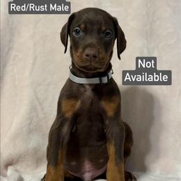 Silver Collar - Red and rust male Doberman Pinscher puppy in Lake City, Florida from Paintedcrazy Doberman Pinchers