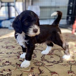 Socks - Chocolate male Goldendoodle puppy in El Dorado, Ks, Kansas from TeeterDoodles