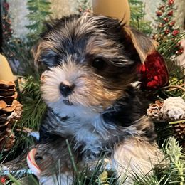 Yorkshire Terrier Puppies from Jeff's Yorkshire Terriers
