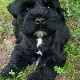 Miniature Schnauzers from Northeast Texas Miniature Schnauzers