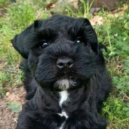 Miniature Schnauzers from Northeast Texas Miniature Schnauzers