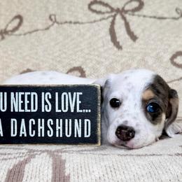 Spot AKC - Black and cream male Dachshund puppy in South Easton, Massachusetts from Depot Dachsies