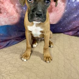 Boxer Puppies from Red Rock Boxers