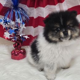 Levi - Tri-colored male Pomeranian puppy in Buckeye, Arizona from BL Poms Heaven