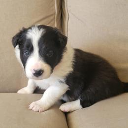 Bruiser - Black and white male Border Collie puppy in Caledonia, Michigan from Magnolia Acres