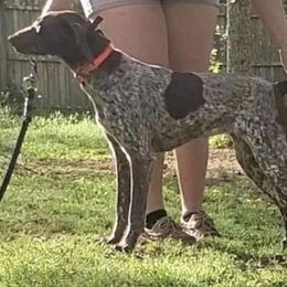 Prim - German Shorthaired Pointer