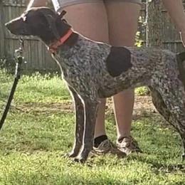 Prim - German Shorthaired Pointer