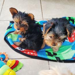 Biewer Terrier and Yorkshire Terrier Puppies from Treasures of Neptune Cove