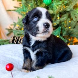 Cedar - Black tri male Miniature American Shepherd puppy in Idaho Falls, Idaho from Sugartop Minis