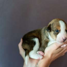 Border Collie, Papillon, Sporty Mix, and Whippet Puppies from Old Hemp Border Collies / Open Horizon Sport Dogs