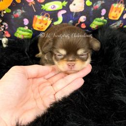Freddy Fazbear - Chocolate and tan male Chihuahua puppy in Anderson, South Carolina from Lil Treasures Chihuahuas