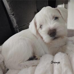 Casanova AKC therapy lined - Liver male Miniature Schnauzer puppy in Temple, Texas from Schnauzers Of Taylor