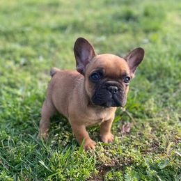 French Bulldog Puppies from Bailey French Bulldogs