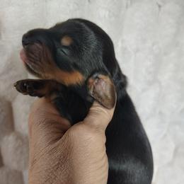 Boy 1 - Black and tan male Dachshund puppy in Clayton, Indiana from Love Struck Miniature Dachshunds
