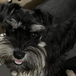 Sache - Miniature Schnauzer