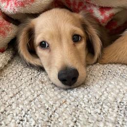 Dachshund Puppies from Western Slope English Cream Dachshund